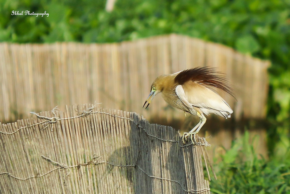 Indian Pond-Heron - ML631663362