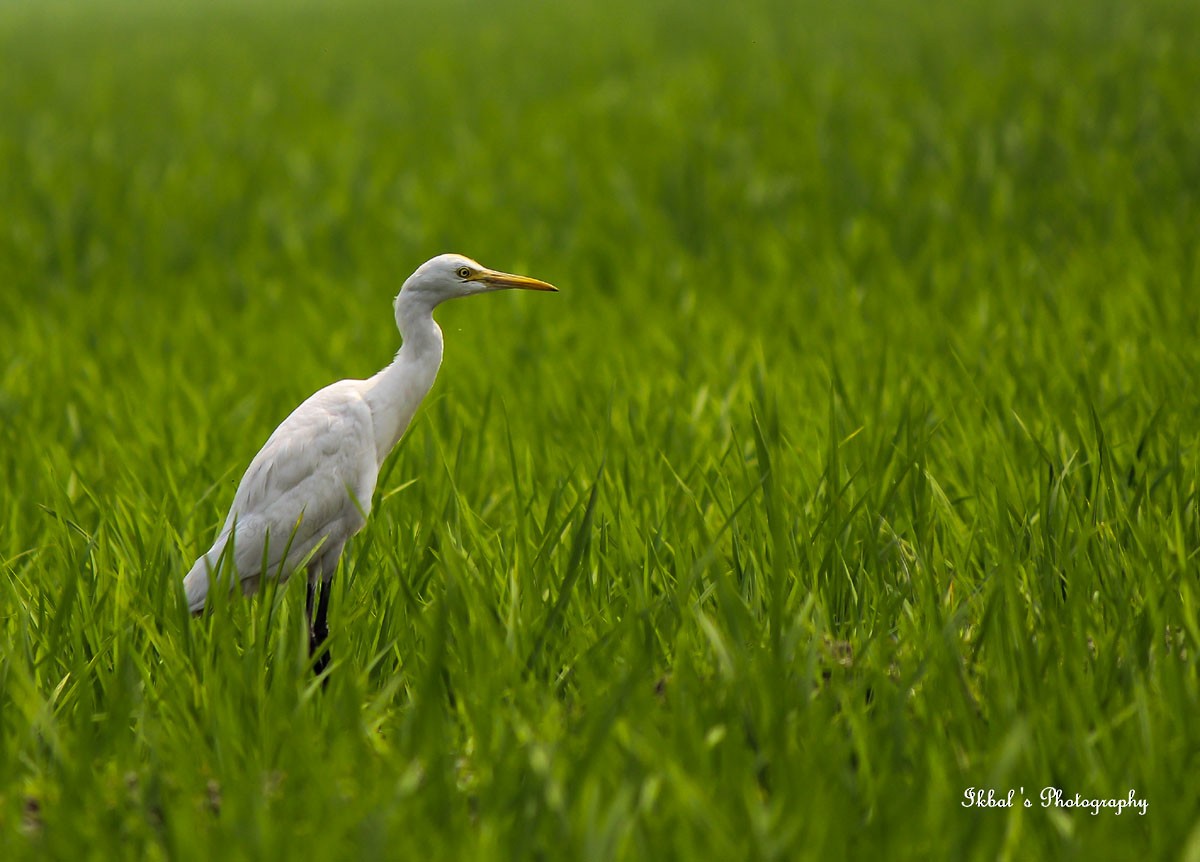 Eastern Cattle-Egret - ML631663367
