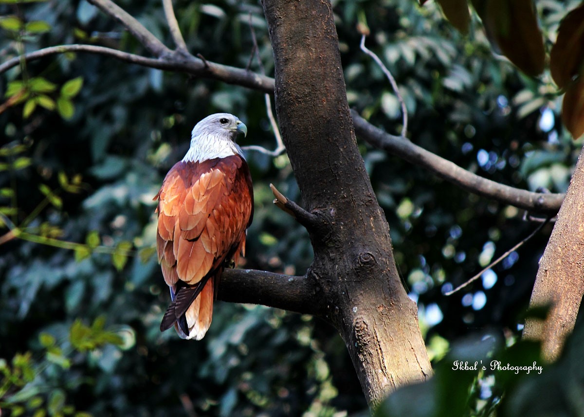 Brahminy Kite - ML631663409