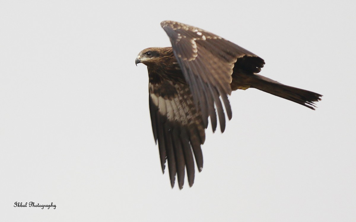 Black Kite - ML631663435