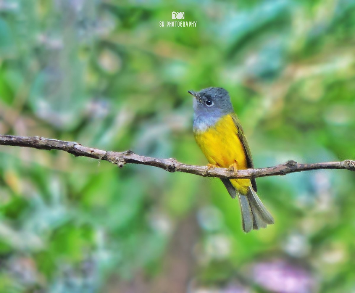 Gray-headed Canary-Flycatcher - ML631663452