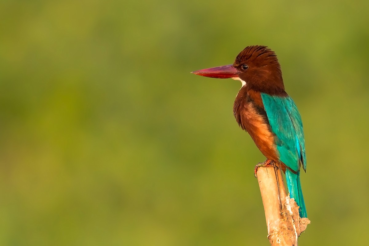 White-throated Kingfisher - ML631663453