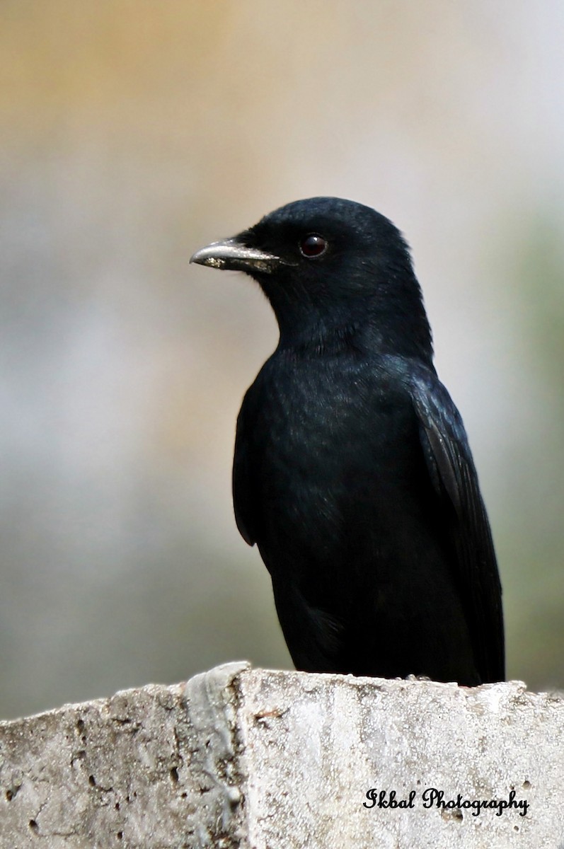 Black Drongo - ML631663478