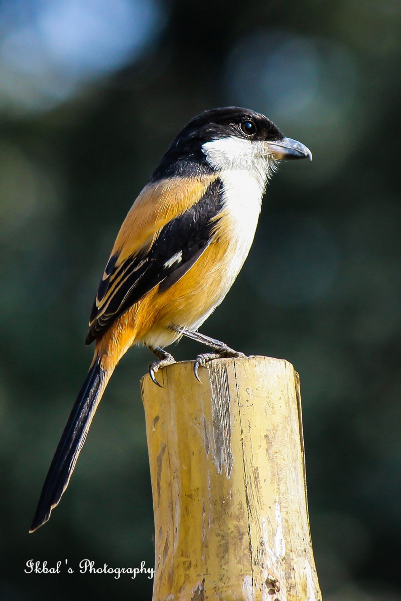 Long-tailed Shrike - ML631663500