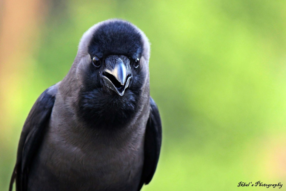House Crow - ML631663524
