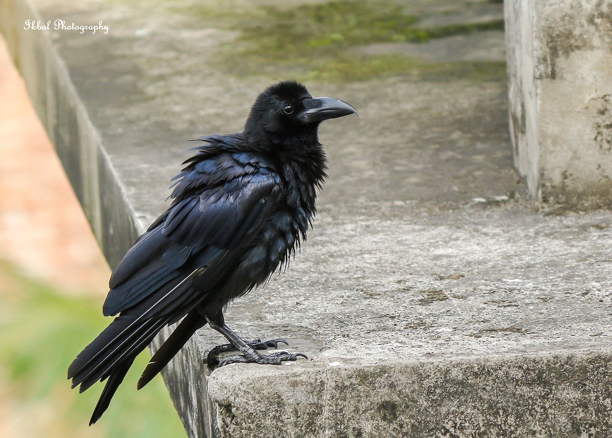 Large-billed Crow - ML631663544