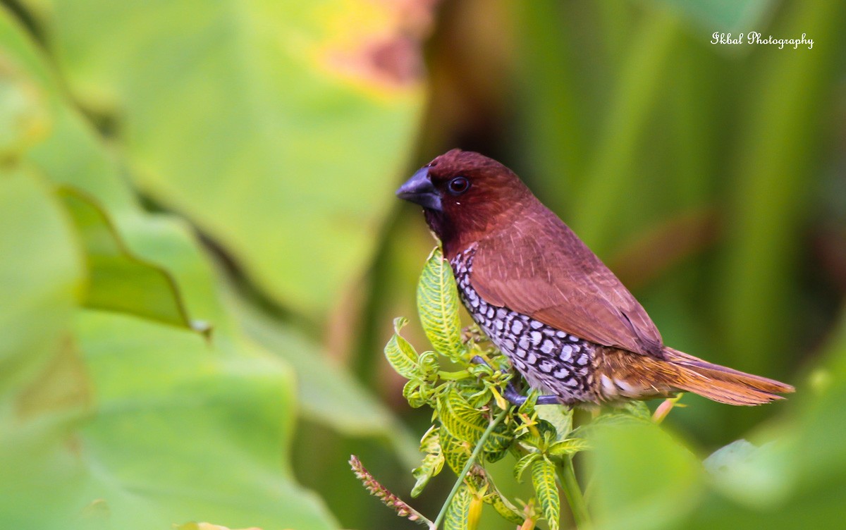Scaly-breasted Munia - ML631663564