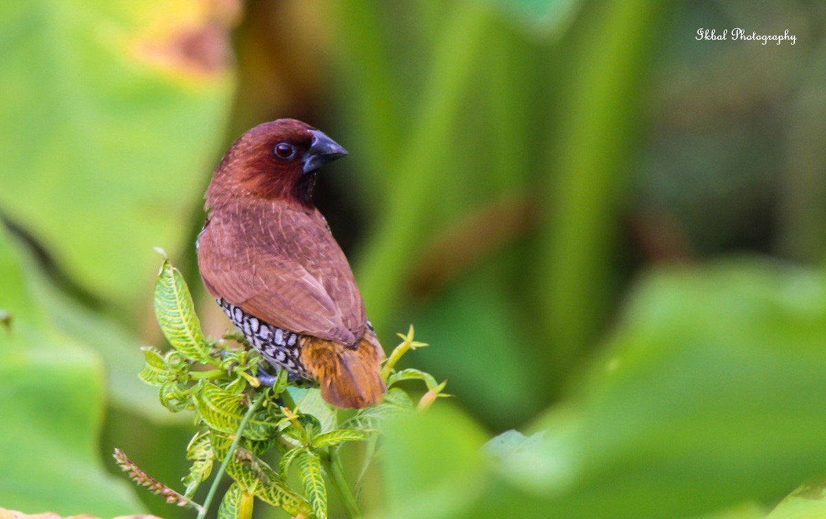 Scaly-breasted Munia - ML631663565