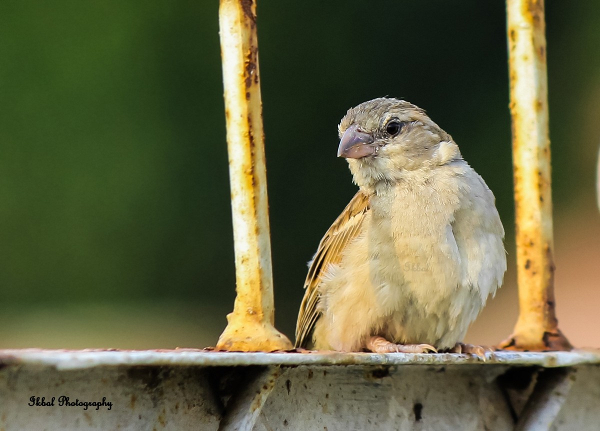House Sparrow - ML631663590