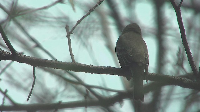 Eastern Wood-Pewee - ML631663642