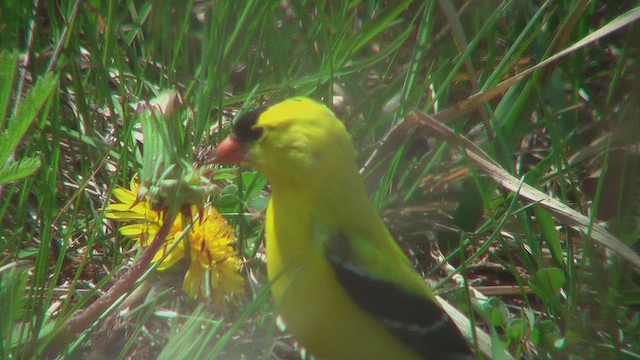 American Goldfinch - ML631663660