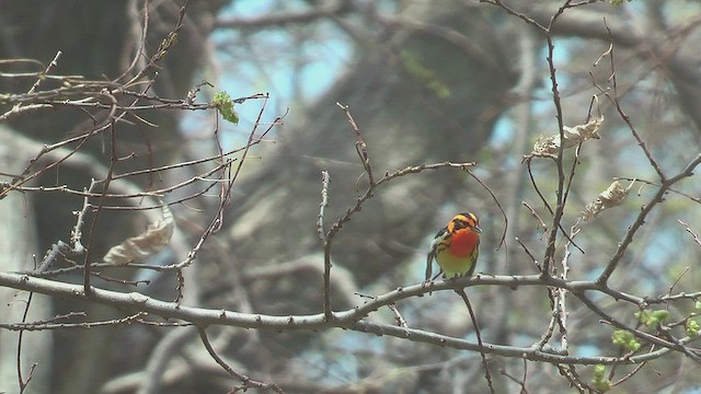 Blackburnian Warbler - ML631663668