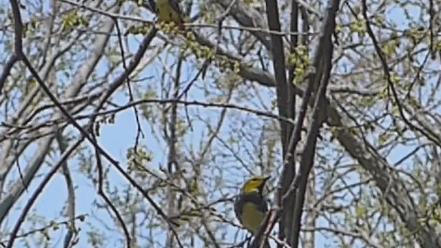 Black-throated Green Warbler - ML631663683