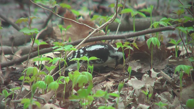 Downy/Hairy Woodpecker - ML631663714