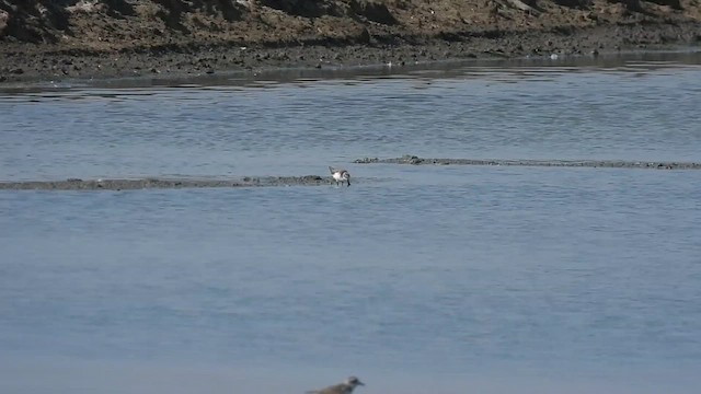 Spoon-billed Sandpiper - ML631663774