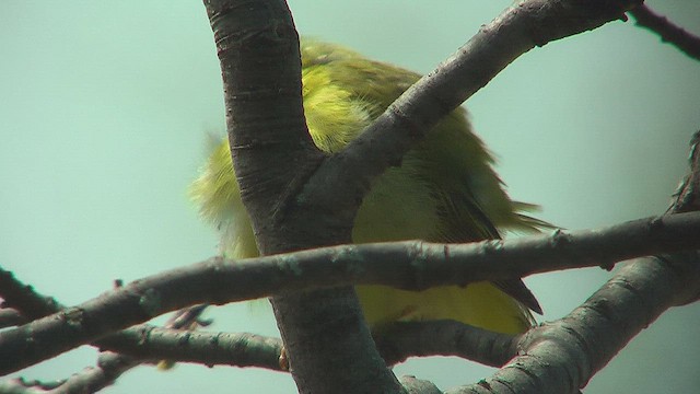 Scarlet Tanager - ML631663798