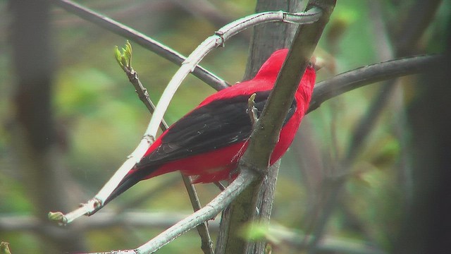 Scarlet Tanager - ML631663799