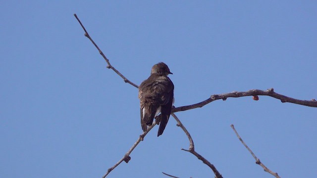 Northern Rough-winged Swallow - ML631663819
