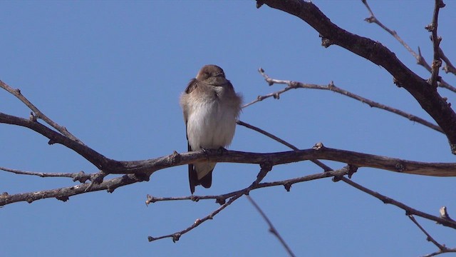 Northern Rough-winged Swallow - ML631663830