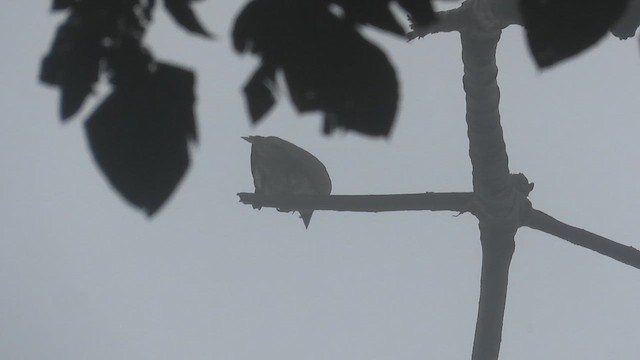 White Bellbird - ML631663845