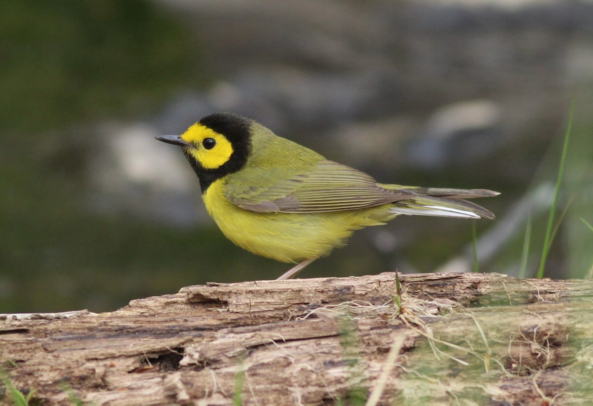 Hooded Warbler - ML631663976