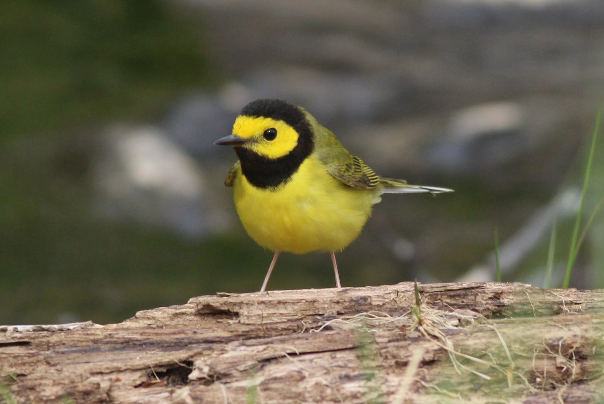 Hooded Warbler - ML631663977