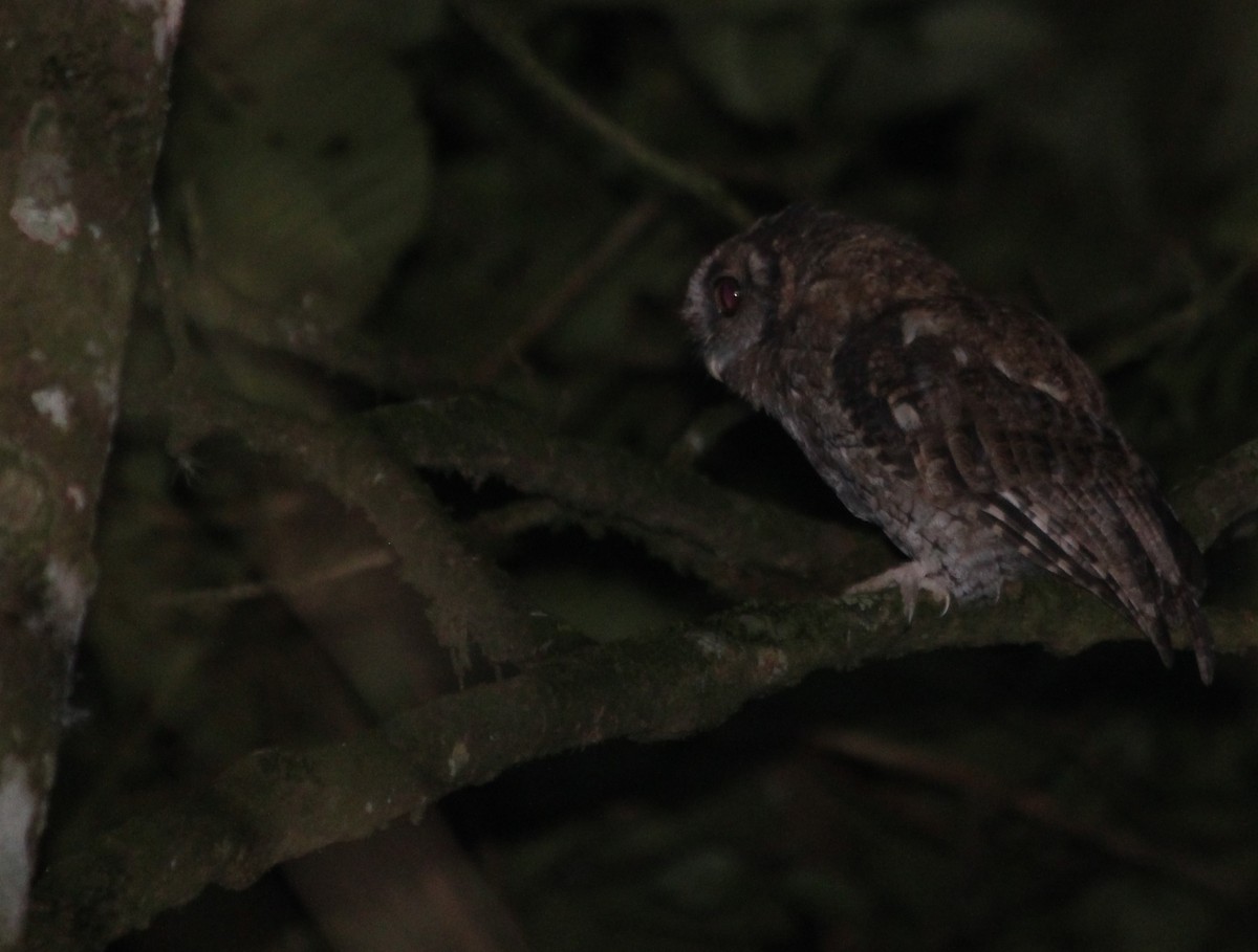 Black-capped Screech-Owl - ML631664003