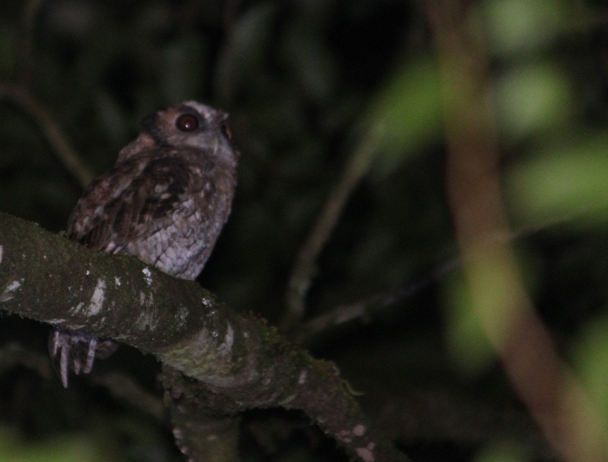 Black-capped Screech-Owl - ML631664004