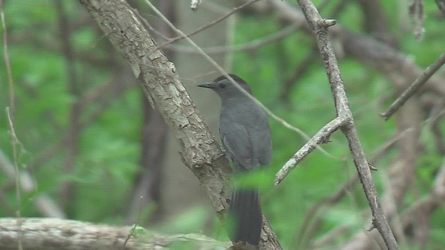 Gray Catbird - ML631664323