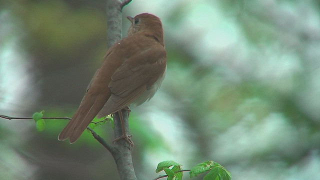 ビリーチャツグミ - ML631664330