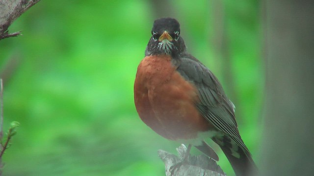 American Robin - ML631664333