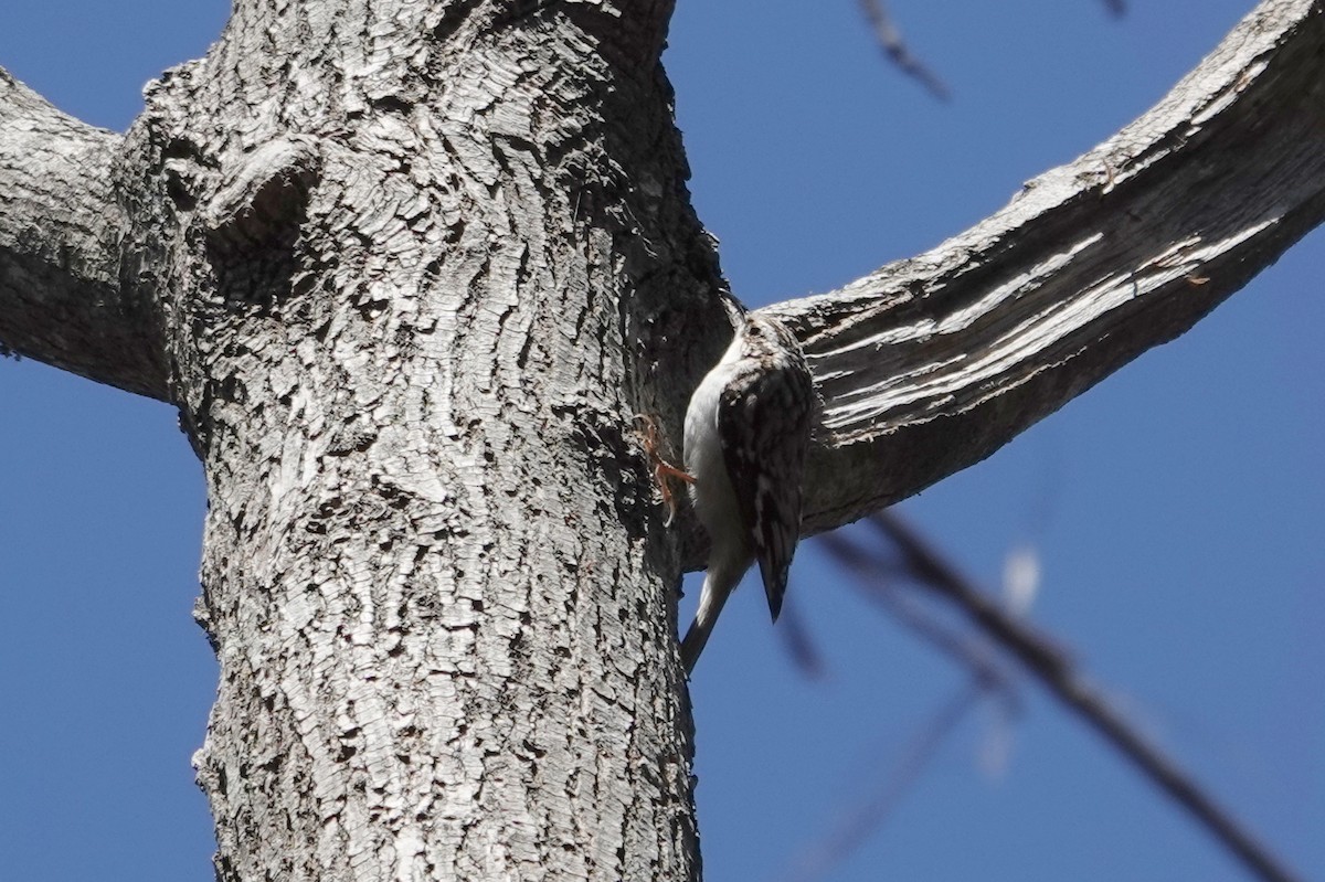 Brown Creeper - ML631664354