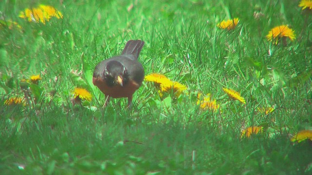 Orchard Oriole - ML631664393