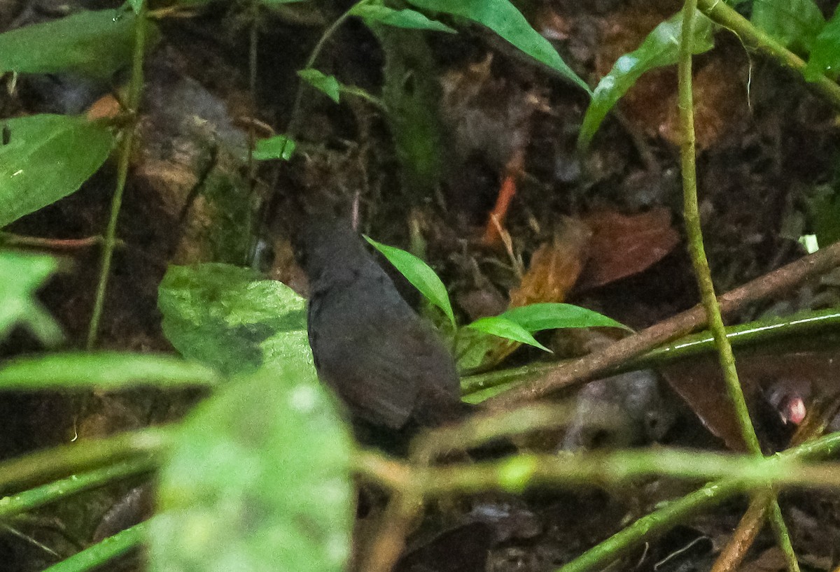 Stiles's Tapaculo - ML631664437