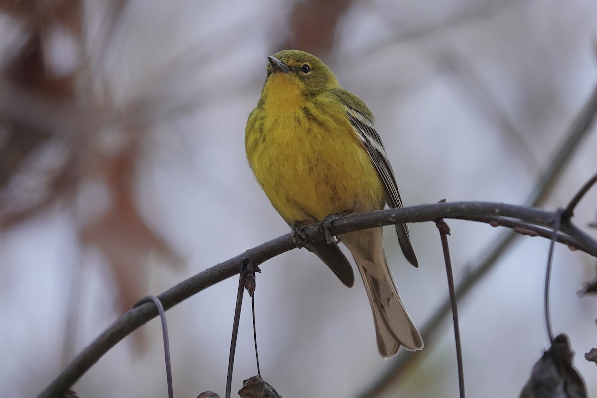 Pine Warbler - ML631664467