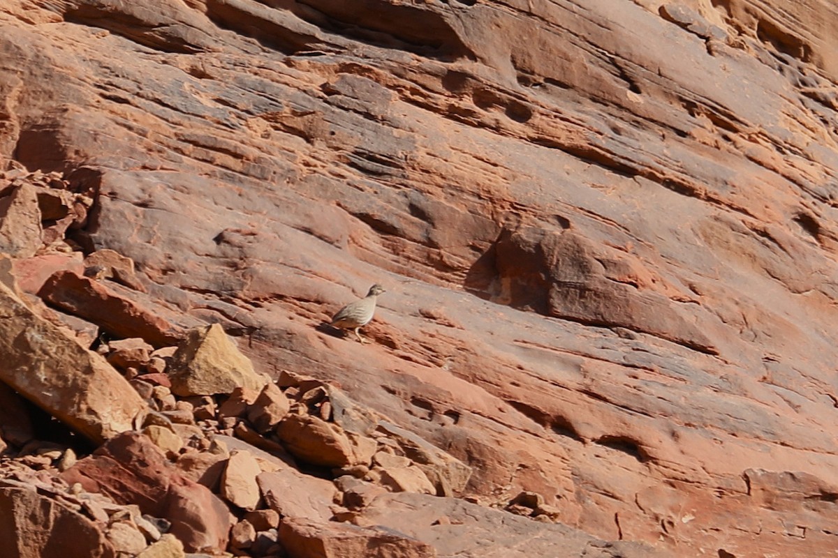 Sand Partridge - John Bjorkman