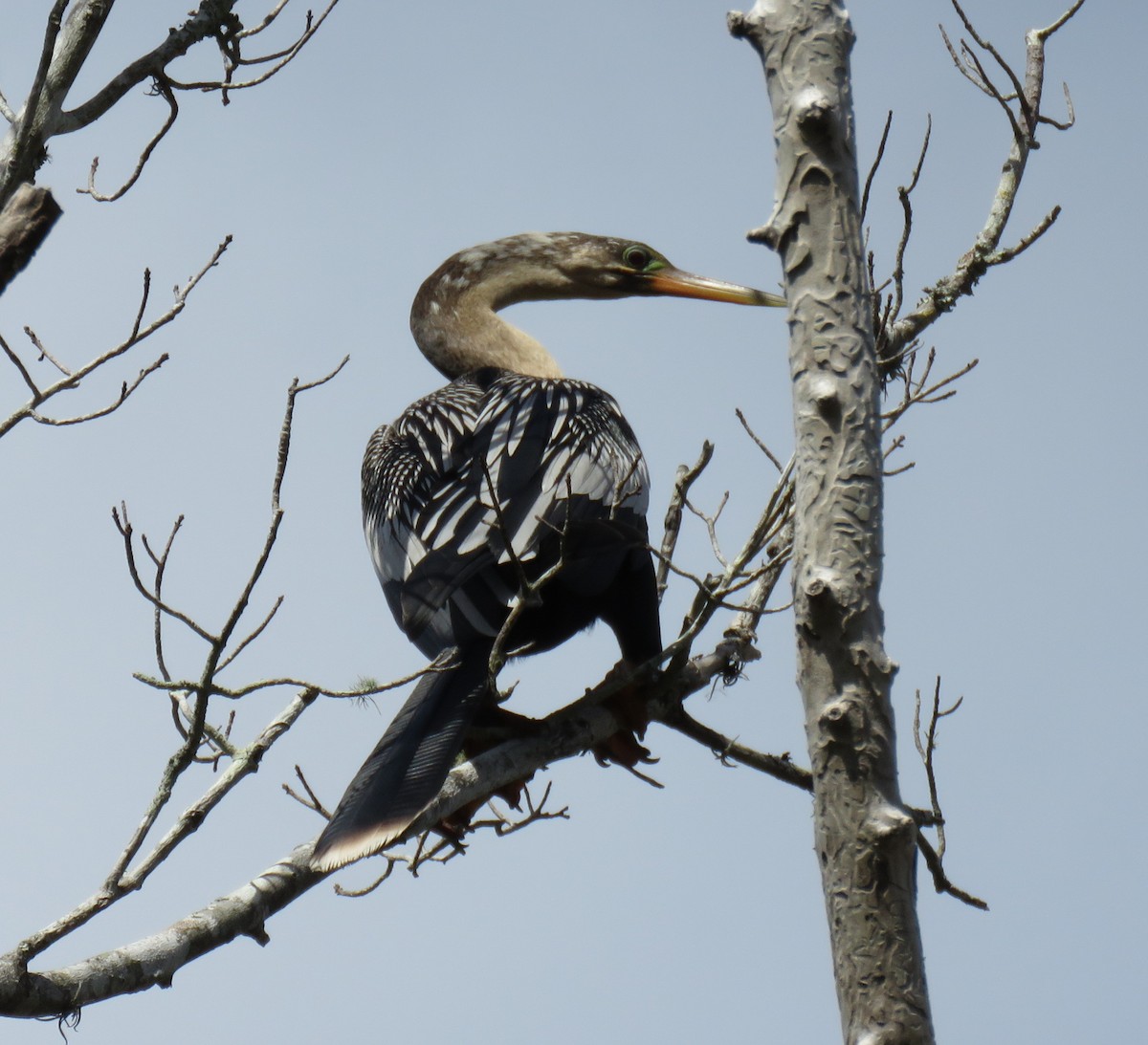 Anhinga - ML631664578