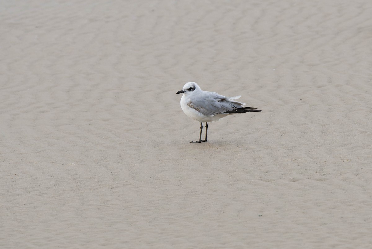 Mediterranean Gull - ML631664585