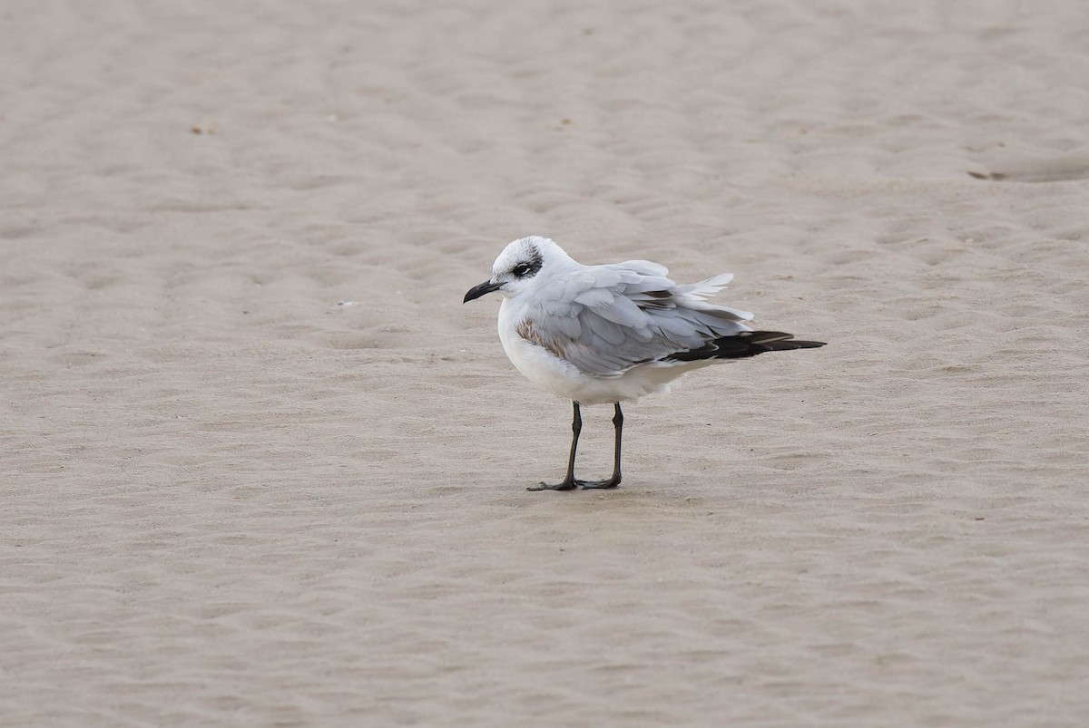 Mediterranean Gull - ML631664590