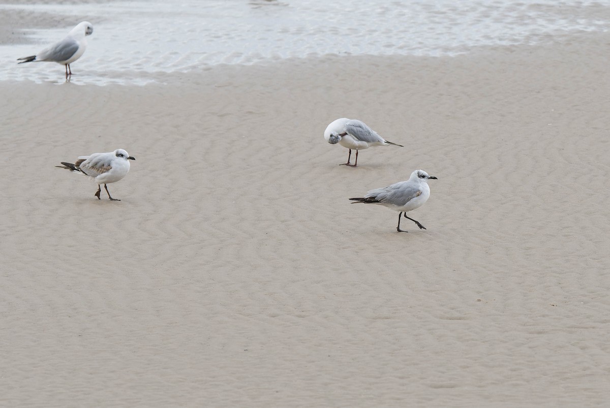 Mediterranean Gull - ML631664597