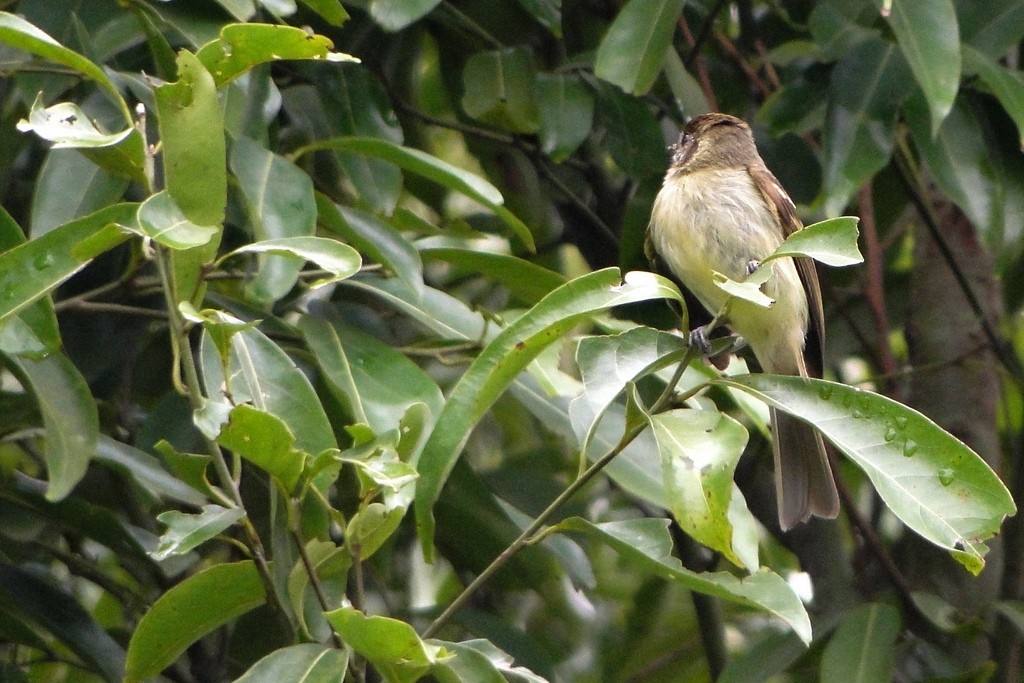 Sepia-capped Flycatcher - ML63166471