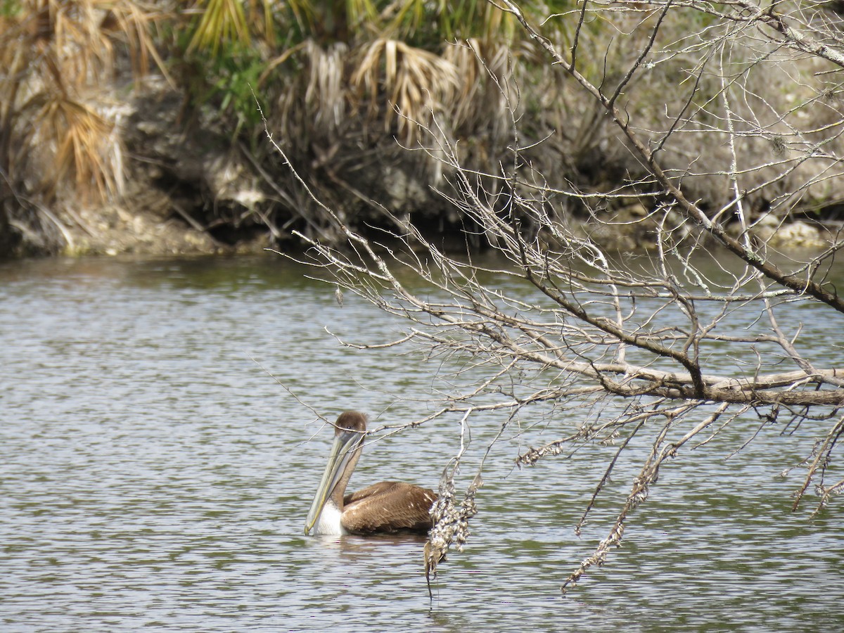 Brown Pelican - ML631664742
