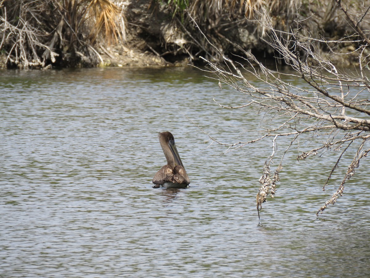 Brown Pelican - ML631664744