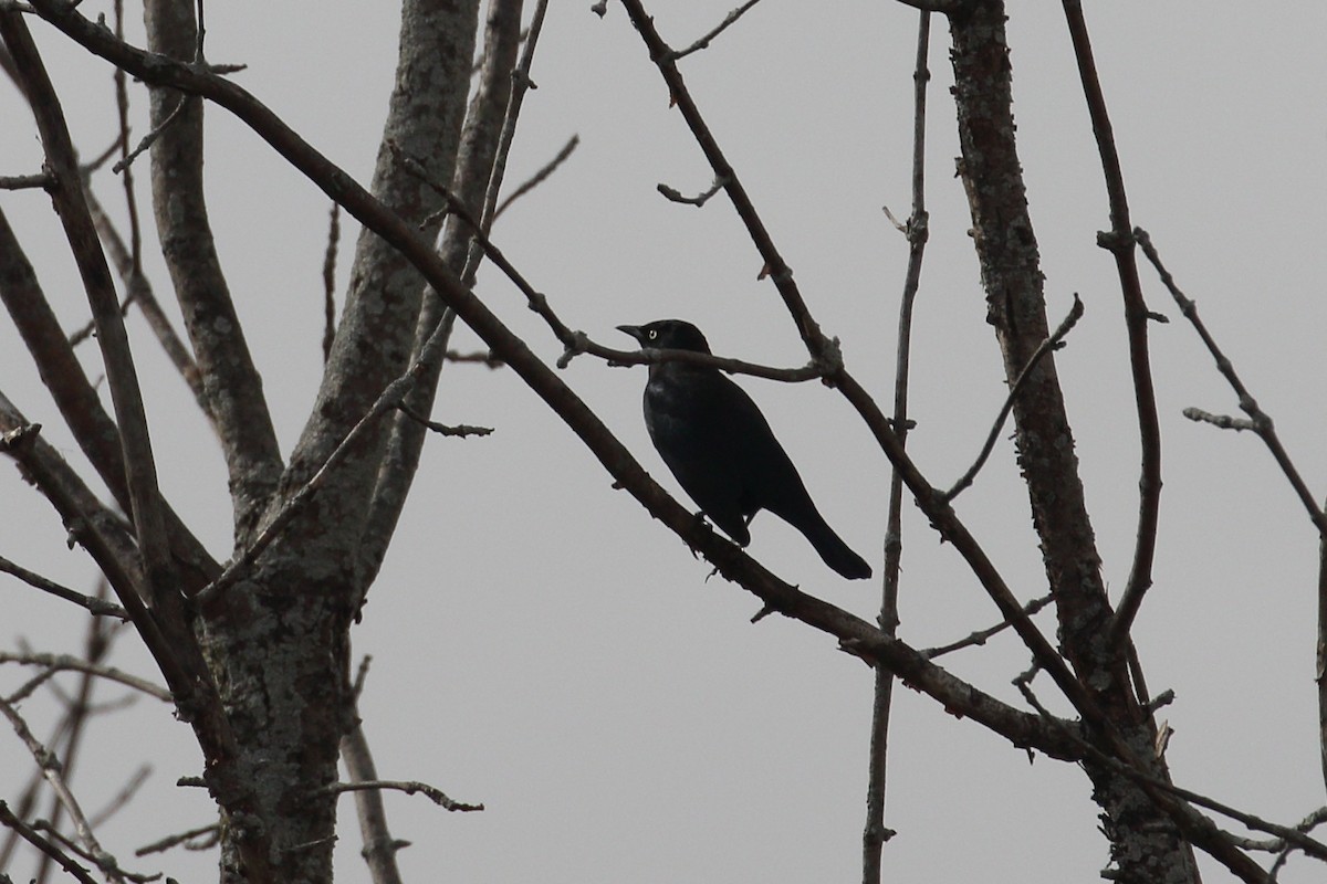 Rusty Blackbird - ML631664841