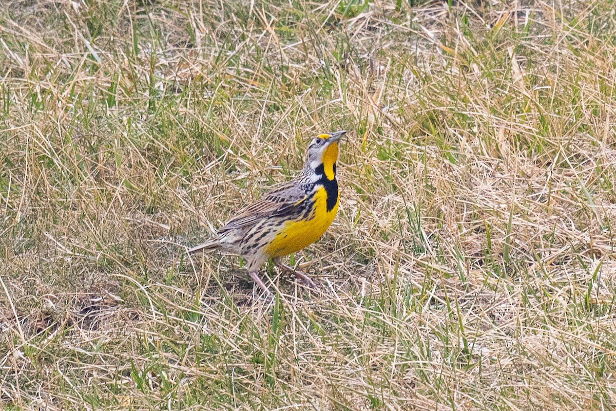 Eastern Meadowlark - ML631665076