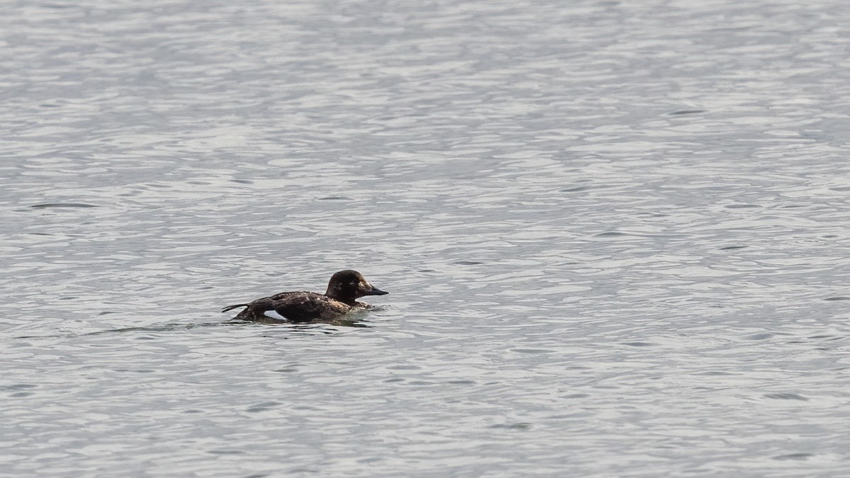 White-winged Scoter - ML631665078