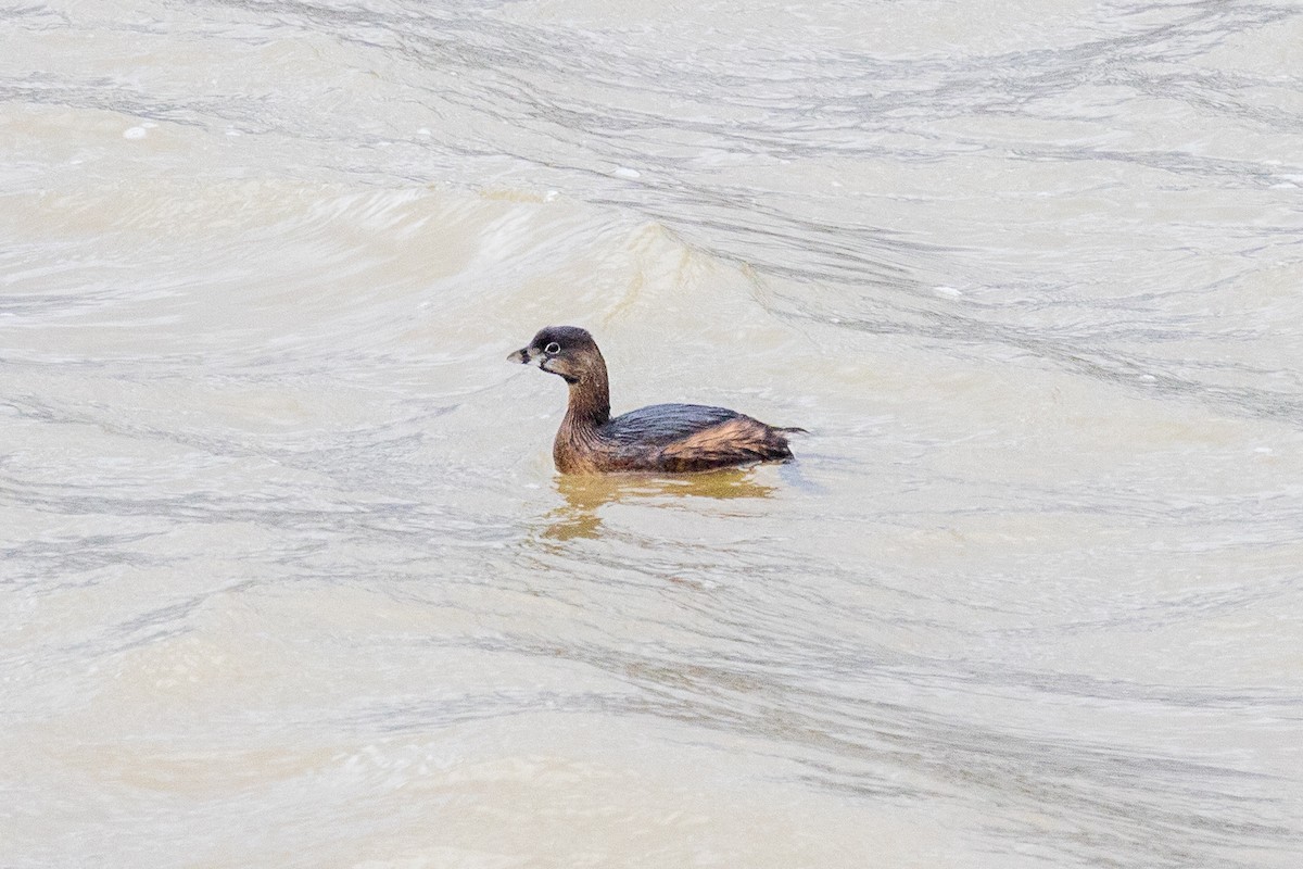 Pied-billed Grebe - ML631665105