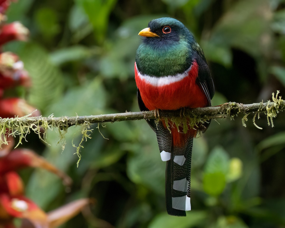 eBird Checklist - 19 Feb 2025 - The Birdwatcher's House - Santa Rosa ...