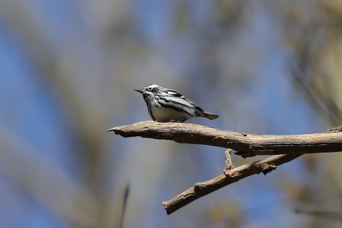 Black-and-white Warbler - ML631665179