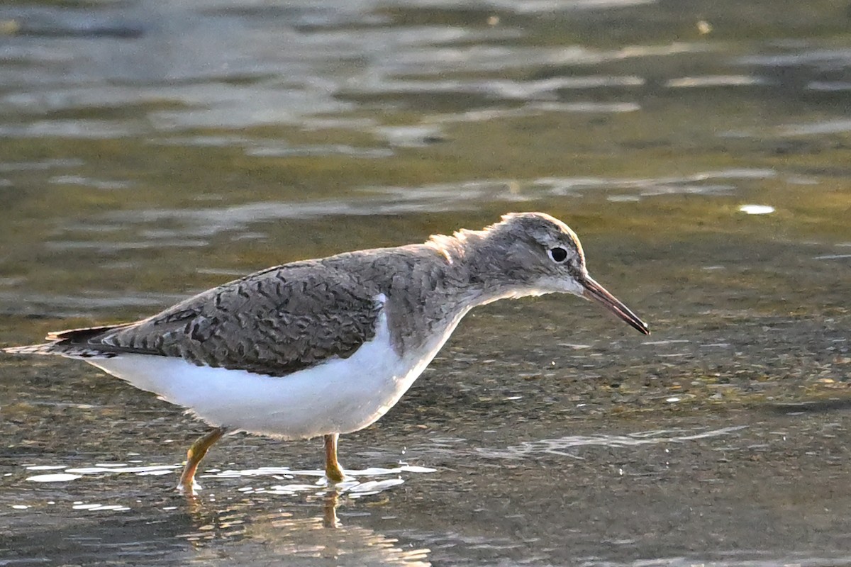Common Sandpiper - ML631665207
